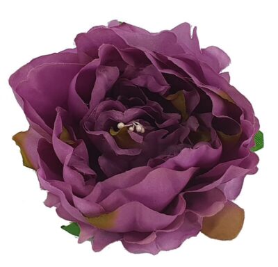 Peonia piwonia K01