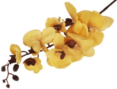 Storczyk orchidea gałązka 107 cm herbaciany