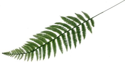 Liść paproci gumowy 62 cm zestaw 12 sztuk