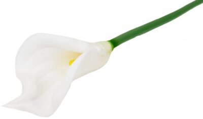 Calla