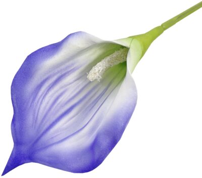 Calla
