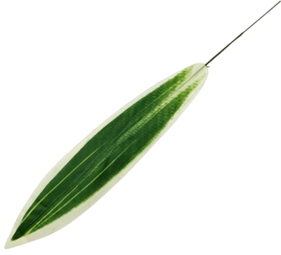 LIŚĆ DRACENA JASNA  ZESTAW 12 SZTUK
