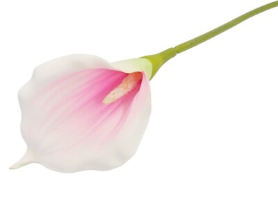 Calla biało różowa