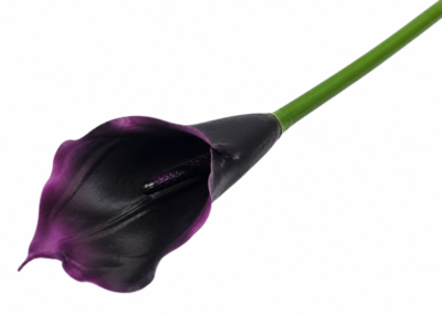 Calla ME2597-38 fioletowa